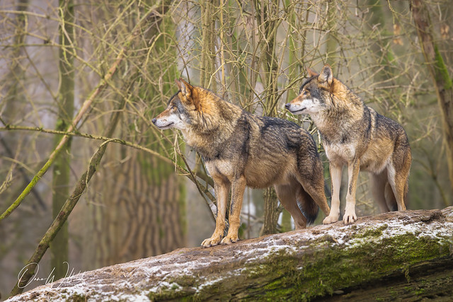 Eurasian wolf: Canis lupus lupus