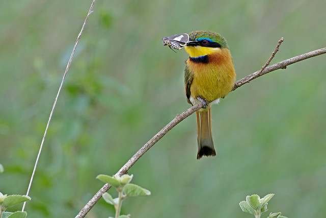 Little Bee-eater // Abelharuco-dourado