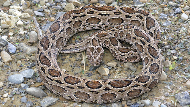 Daboia siamensis 鎖蛇 鎖鍊蛇