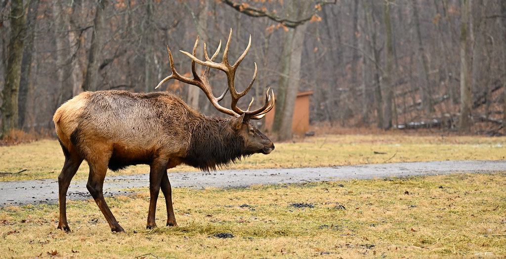 Bull Elk in Lone Elk Park