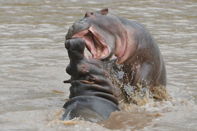 Playing hippo