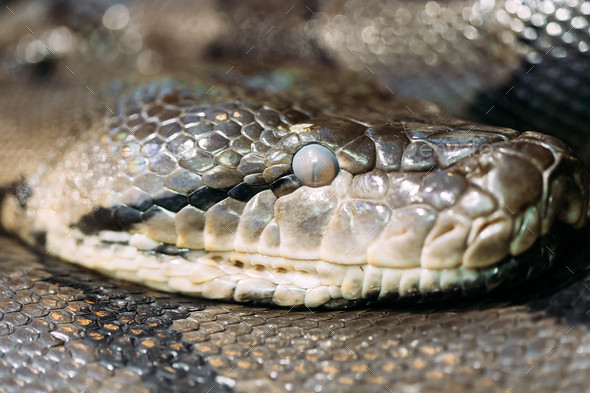 Frontal side view of the head snake