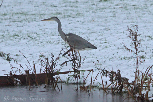Local Wildlife | by SR Photos Torksey