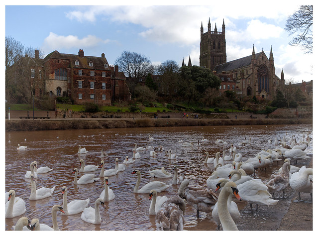 22/366/24 - The Swannery, River Severn, Worcester