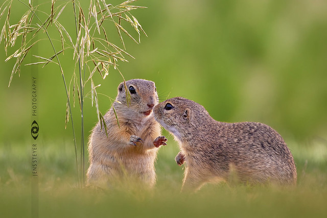 Do you have any news for me?  Europäischer Ziesel (Spermophilus citellus) - European ground squirrel ·  ·  ·  (R5B_8018)