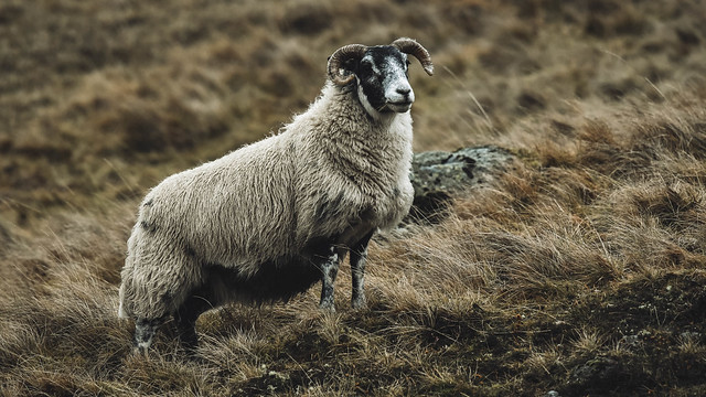Scottish black Faced Sheep, Glenclova