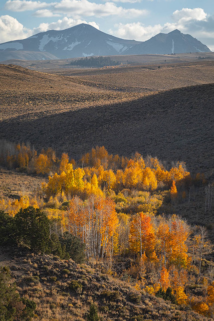 Autumn, Eastern Sierra Nevada No. 11  (2023)