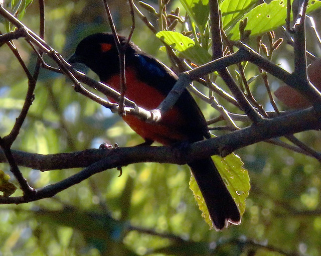 Scarlet-bellied Mountain-Tanager, Anisognathus igniventris