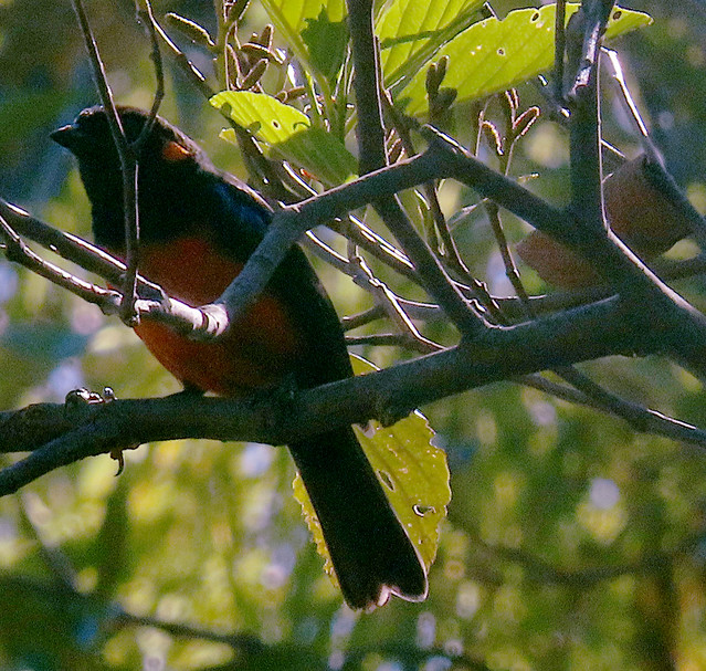 Scarlet-bellied Mountain-Tanager, Anisognathus igniventris