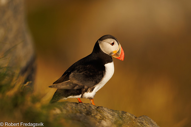 Lunde - Puffin at sunset