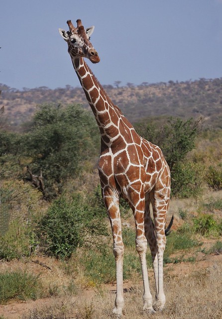 Reticulated Giraffe (Giraffa camelopardalis reticulata)