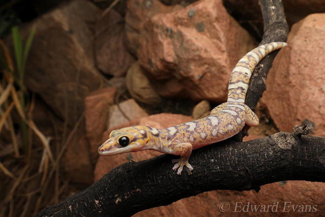 Ocellated velvet gecko (Oedura monilis)
