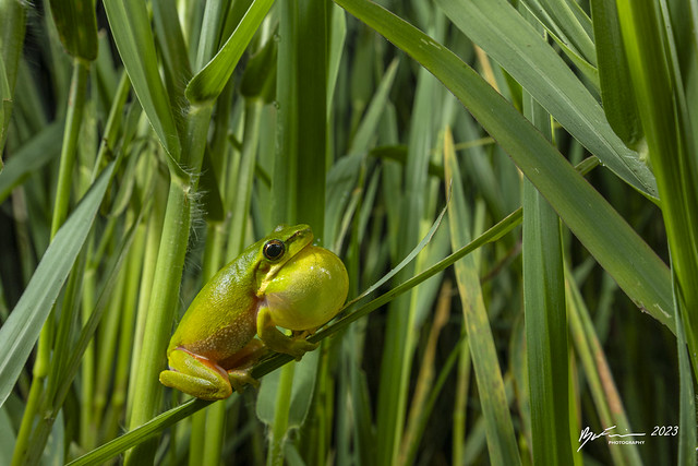Eastern dwarf sedge frog