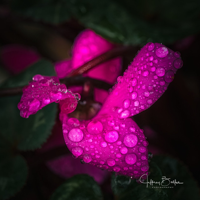 Rain Drops on Cyclamen Blossom-