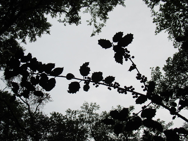 Holly silhouttes