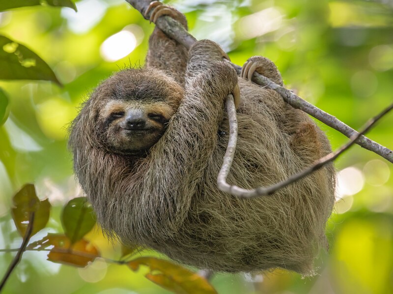 sloths in costa rica - cute sloth