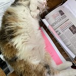 Newspaper cats Sept 2023_2_6660 