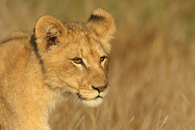 Lion cub at sunrise  -- lionceau au lever du jour