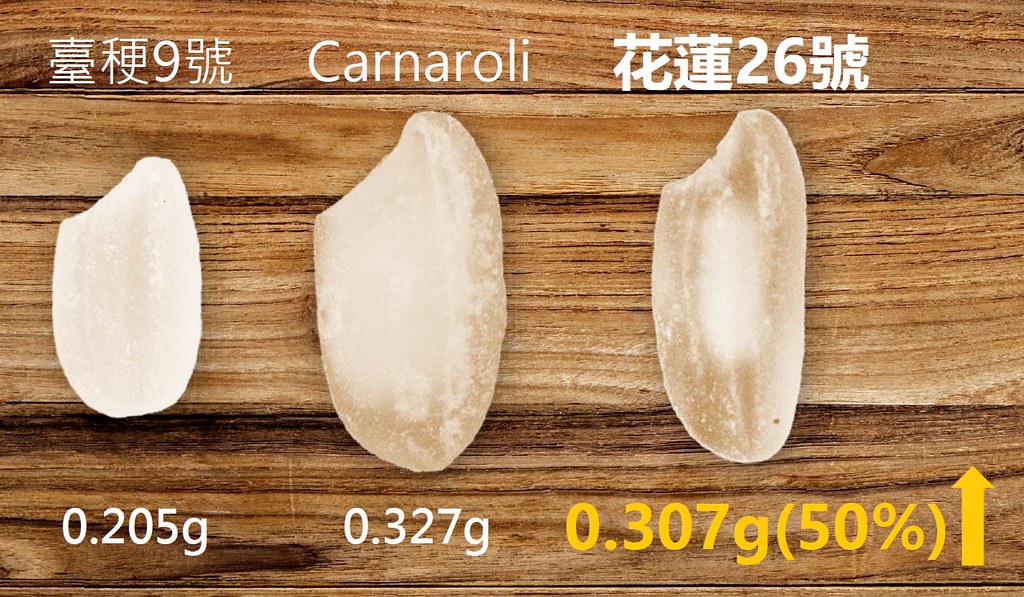 「花蓮26號」比台灣較大的「台梗9號」還要大上1.5倍，比常吃的白米更為耐煮。圖片來源：擷取自農業部簡報