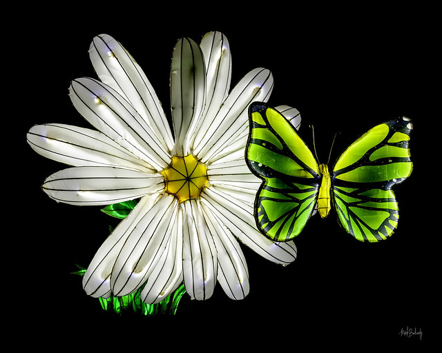 Flower & Butterfly