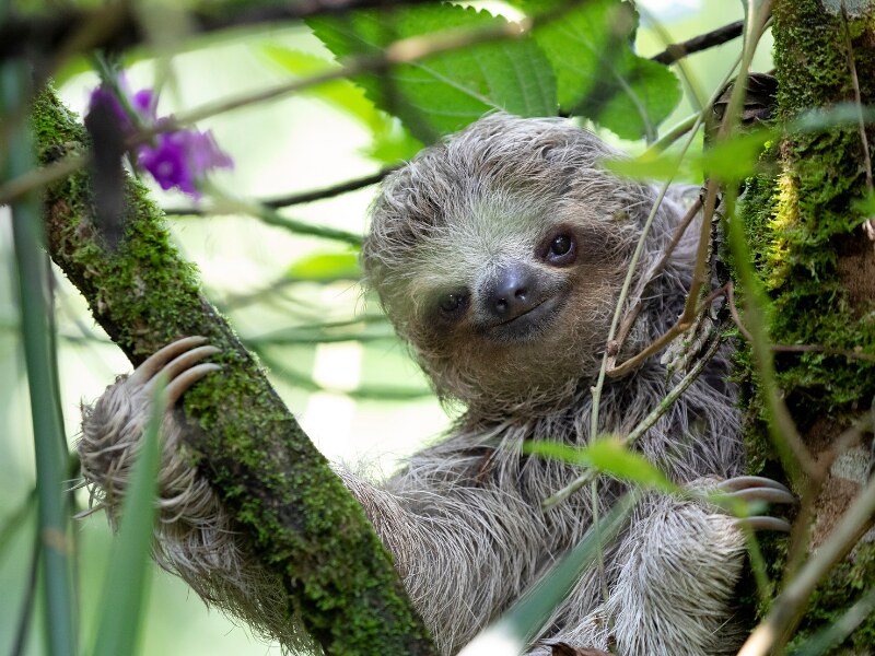 sloths in costa rica - Three-Toed Sloth