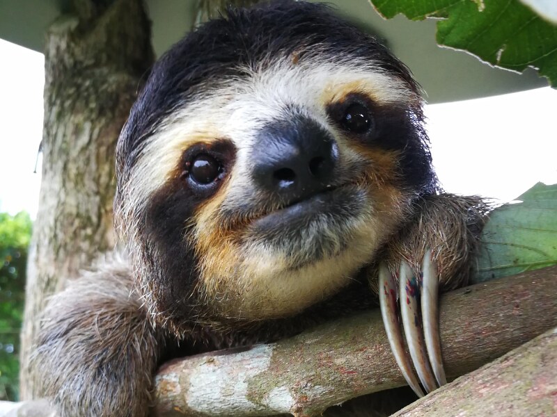 sloths in costa rica - sloth rescue