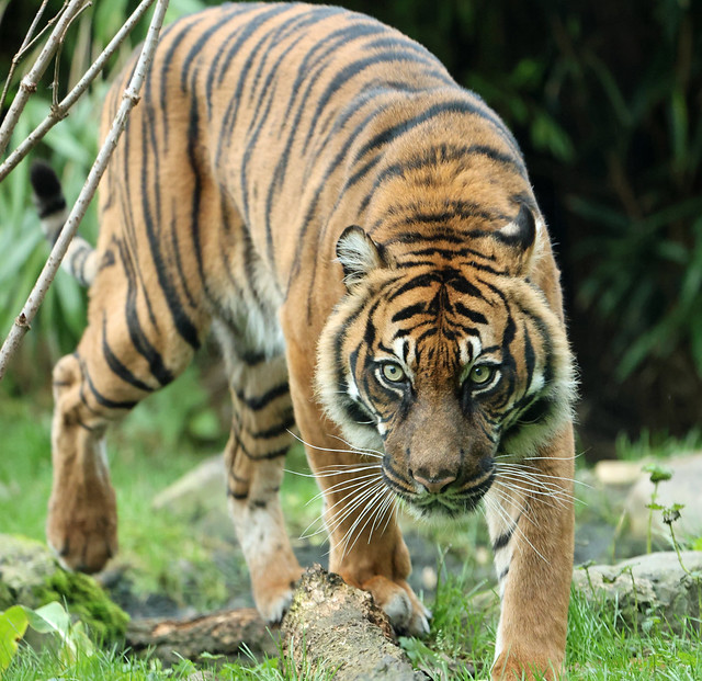 sumatran tiger blijdorp 3L0A3437