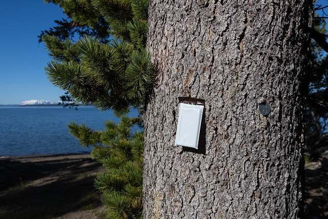 Pheromone packet on a whitebark pine tree