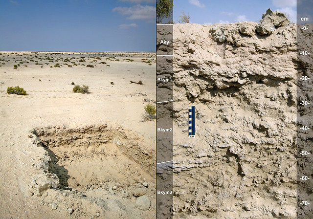 Petrogypsid soil pit-profile