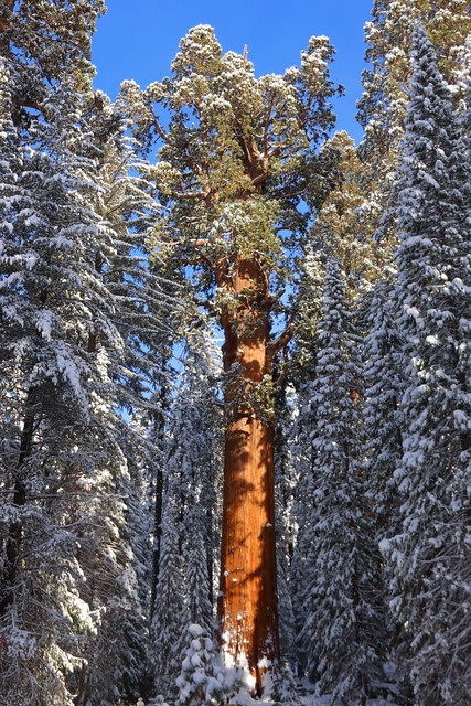 IMG_8527 General Sherman Tree after a Winter Storm