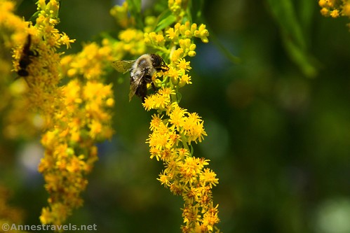 Bumblebee on a goldenrod near the trailhead for Blue Hen Falls, Cuyahoga Valley National Park, Ohio
