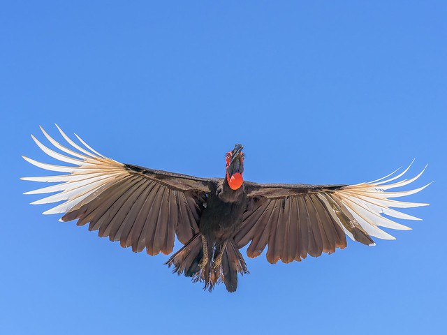 Hornbill in Flight