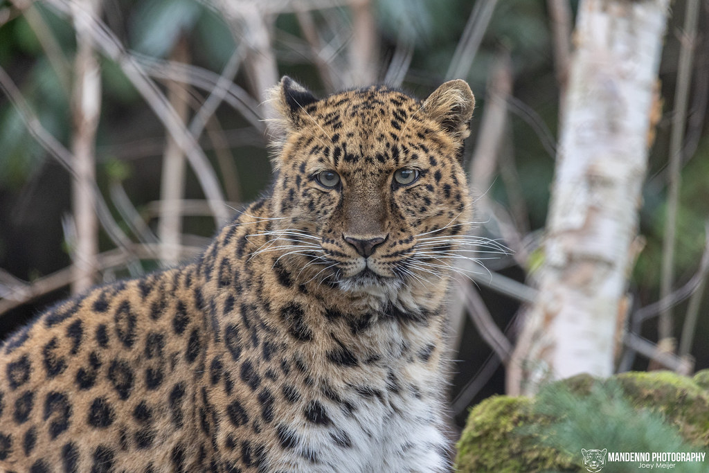 Amur Leopard - Diergaarde Blijdrop