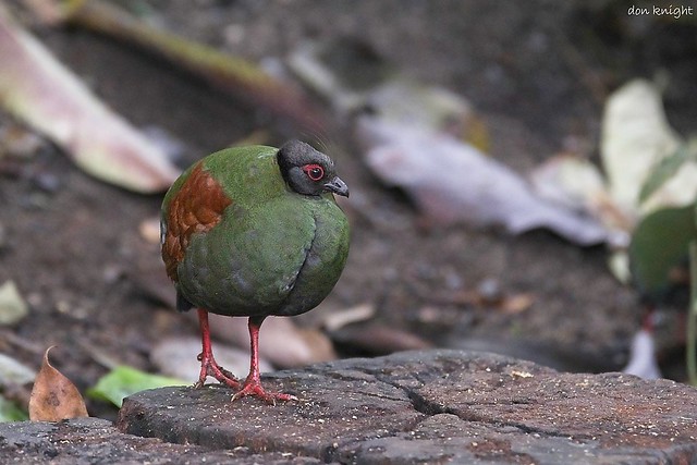 Roul Roul. Crested Wood Partridge. f.