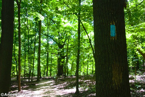 Blue blazes that mark the Buckeye Trail and the path to Blue Hen Falls, Cuyahoga Valley National Park, Ohio