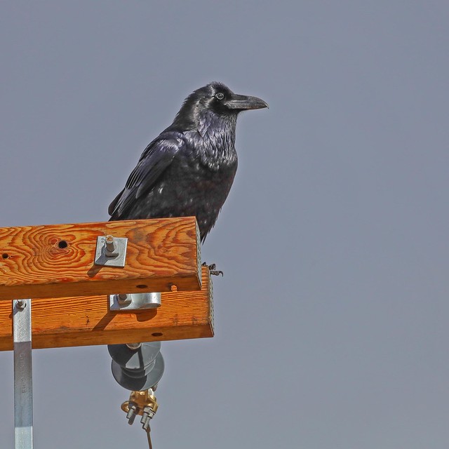 Raven on Pole