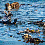 Pacific Coast Sea Otters, Morro Bay, California 