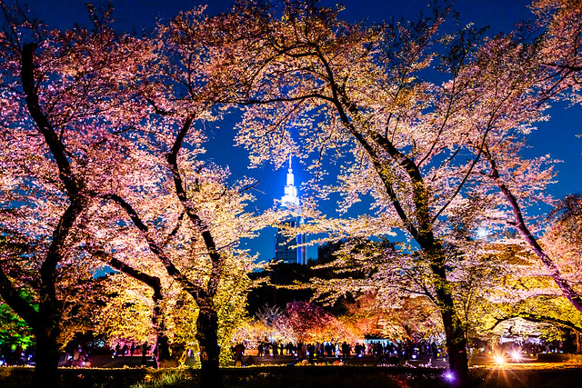 Shinjuku Gyoen National Garden Evening Illumination 2023 with NTT Docomo Yoyogi Building (Resembles Empire State Building in New York City)