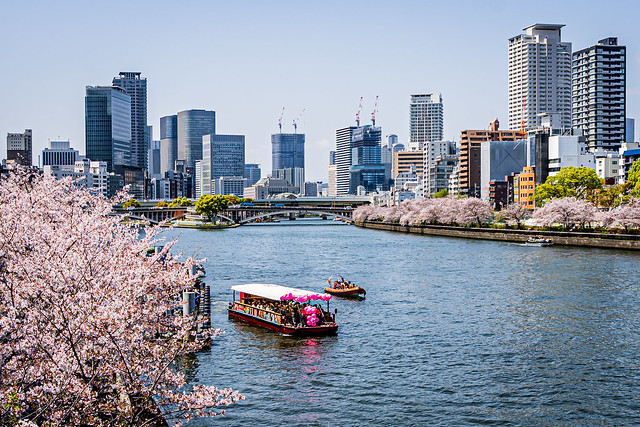 Osaka Cherry Blossom River Cruise