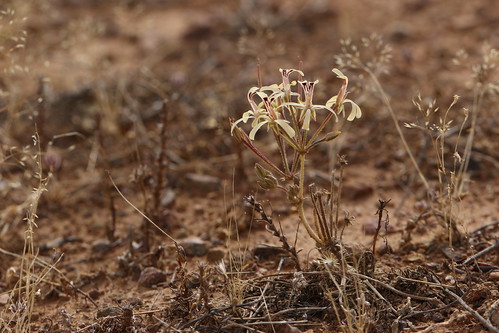Pelargonium aristatum in habitat (Nieuwoudtville, Northern Cape, SA).