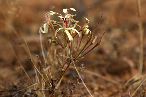 Pelargonium aristatum in habitat (Nieuwoudtville, Northern Cape, SA).