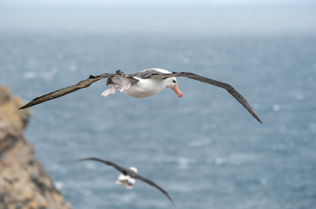 Albatross life at sea. (falkland_island2023)
