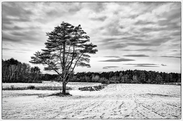 Lone pine in winter