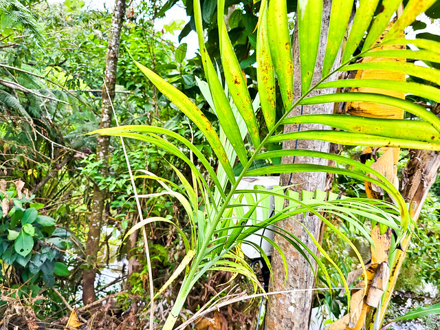 Chamaedorea pinnatifrons