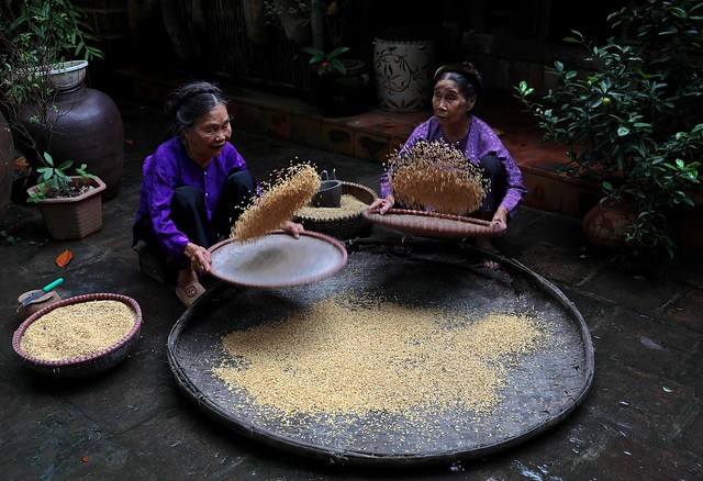 Tribe women winnowing rice  in traditional way, SAPA