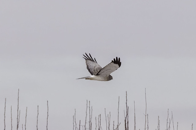 NORTHERN HARRIER - GRAY GHOST
