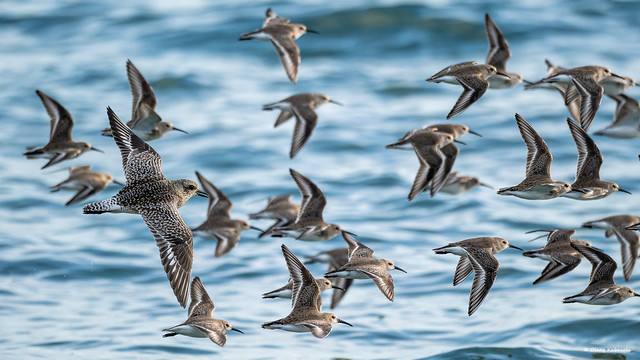 Dunlins and a grey plover