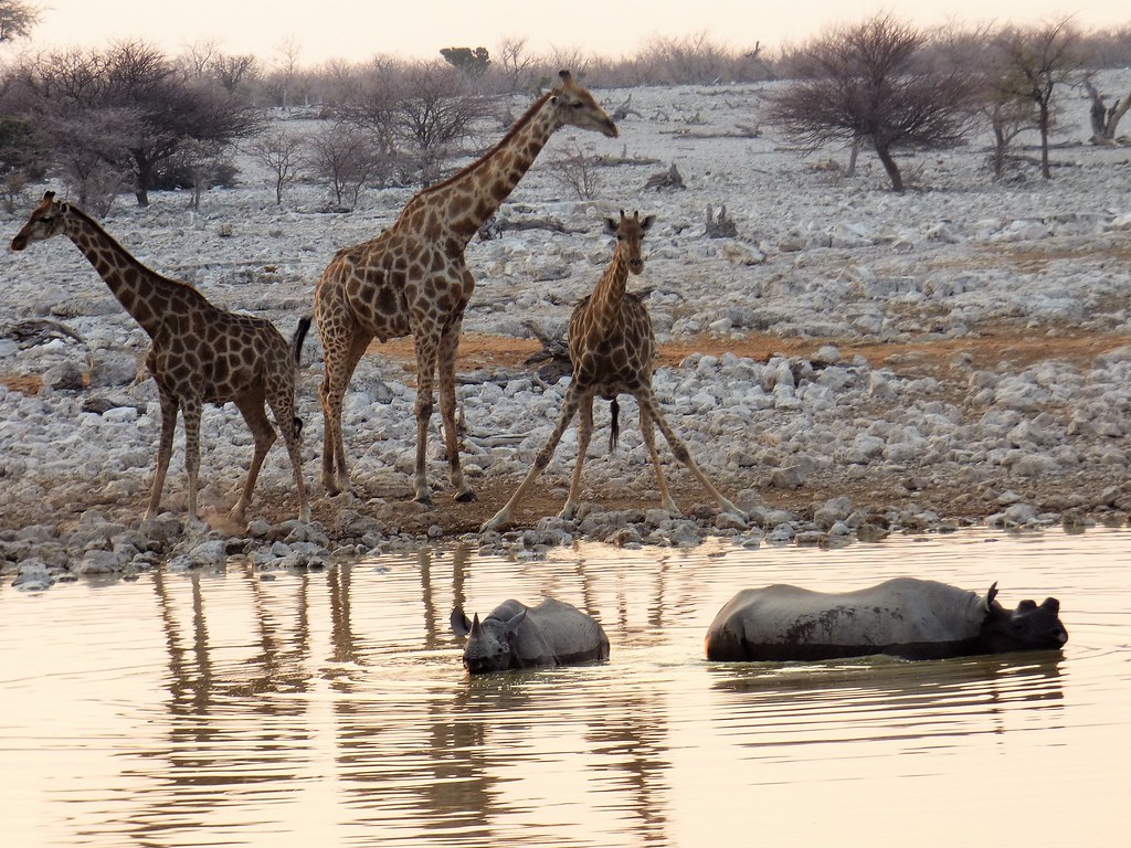 Okaukuejo, Namibia;  the attraction of water