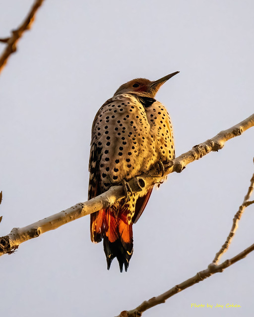 St Vrain SP 01 2024 - Northern Flicker yellow shafted