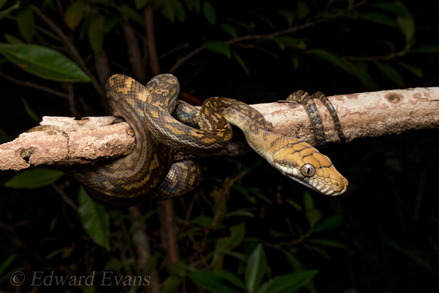 Scrub python (Simalia kinghorni)